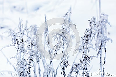 Frozen dry grass at winter cloudy daylight with selective focus Stock Photo