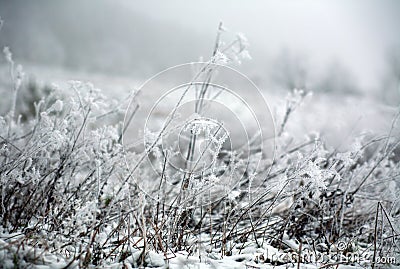 Frozen field covered with frost grass in winter morning in fog Stock Photo