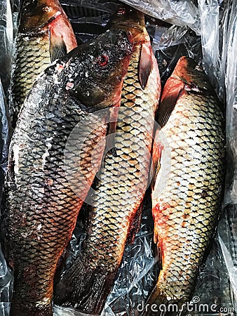 Frozen fish. Freshfish market. Gilt-head bream Stock Photo
