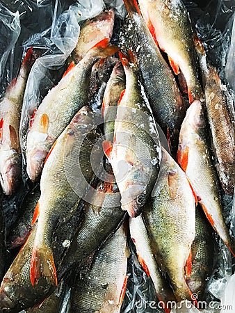 Frozen fish. Freshfish market. Gilt-head bream Stock Photo