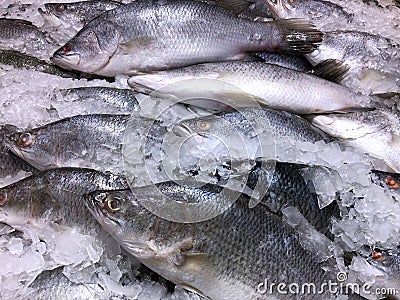 Frozen Fish in a Pile of Ice Stock Photo