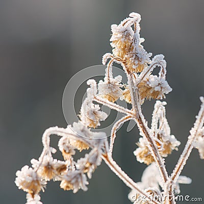 Frozen flora, plant in frost Stock Photo