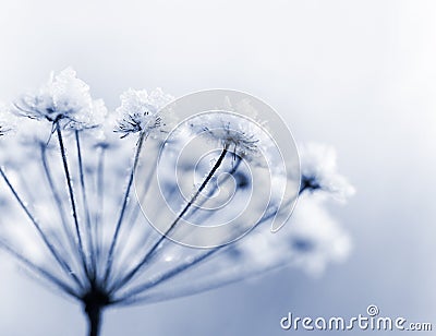 Frozen flower Stock Photo