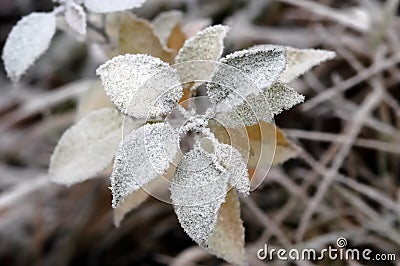 Frozen flower Stock Photo