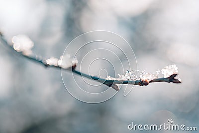 Frozen flower in blue tone on blurred background. Calming seasonal nature Stock Photo