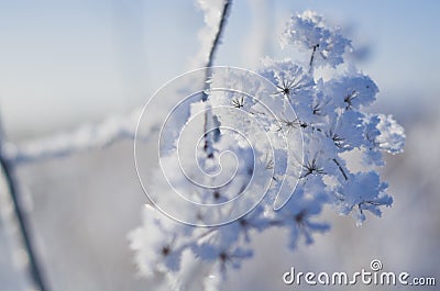 Frozen flowers. Umbelliferae family Stock Photo