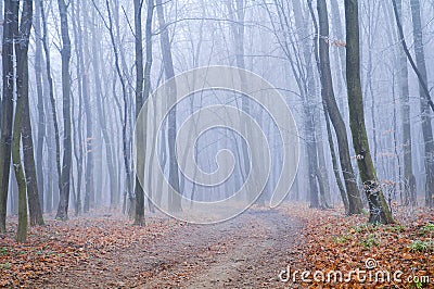 Frozen foggy morning. Road in the autumn forest. Stock Photo