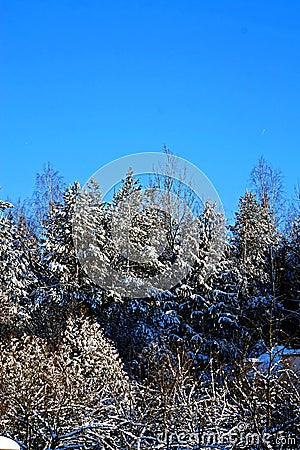 Frozen forest Stock Photo