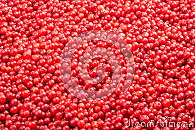 Frozen fresh lingonberry. Food background. Top view. Stock Photo