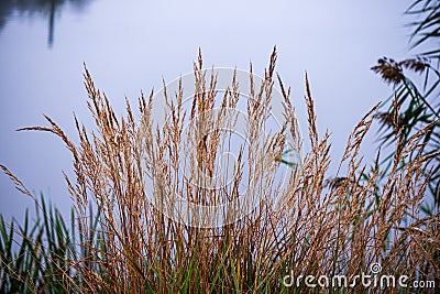 frozen frosty grass bents in late autumn with winter coming Stock Photo