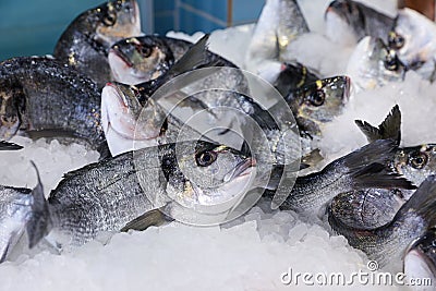 Frozen gilt-head sea bream or Sparus aurata on ice on the counter at the fish market in Athens on April Stock Photo