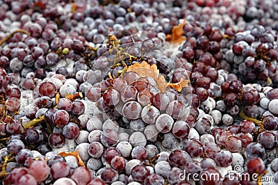 Frozen Grapes Stock Photo