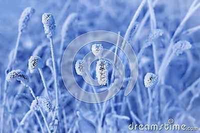 Frozen grass Stock Photo