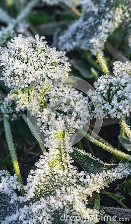 Frozen grass and leaves closeup. Hoar frost plants Stock Photo