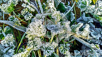 Frozen grass and leaves closeup. Hoar frost plants Stock Photo