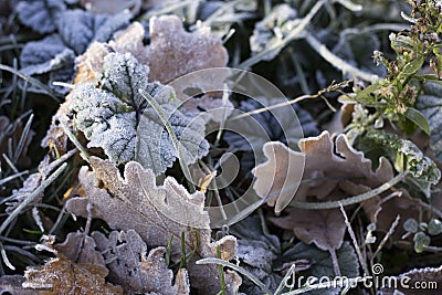 Frozen Grass and Leaves Stock Photo