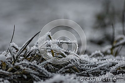 Frozen grass on a winter morning: Frost macro photography, ice fractal formations over plants. Stock Photo