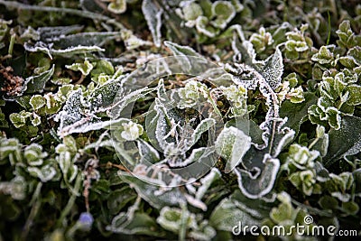 Frozen green grass, frost in spring. Cold and crisp morning Stock Photo