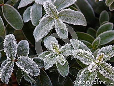 Frozen green leaves as a natural texture Stock Photo