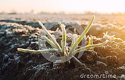 Frozen green leaves of sprouted onion on a frosty day. Freezing crop, harvest death. Remnants of the past crop grow in the spring Stock Photo