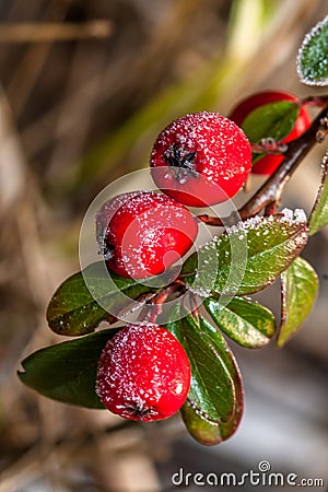 Frozen holly berrie Stock Photo