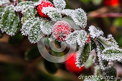 Frozen holly berrie Stock Photo
