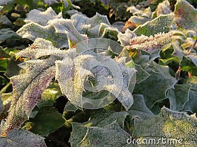 Frozen holly leaves in the sun Stock Photo