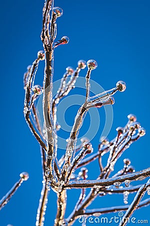 Frozen Ice Coated Tree Branches Stock Photo