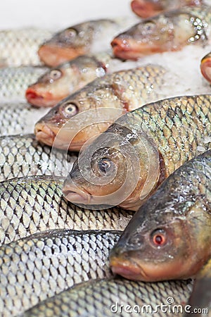 Frozen fish. Freshfish market. Gilt-head bream. Fish sale in market. Sea bream fish on ice. Fresh fish on ice for sale Stock Photo