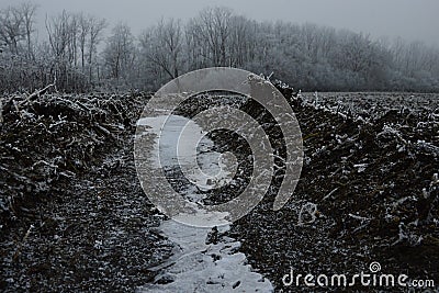 Frozen water in a lane after agricultural mechanism or vehicle on field during winter season, frozen naked trees in background. Stock Photo