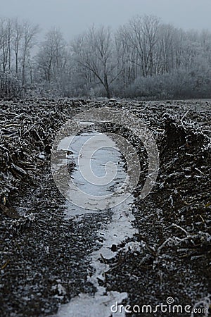 Frozen water in a lane after agricultural mechanism or vehicle on field during winter season, frozen naked trees in background. Stock Photo