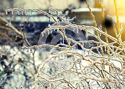 Frozen in ice tree branches, iced trees Stock Photo