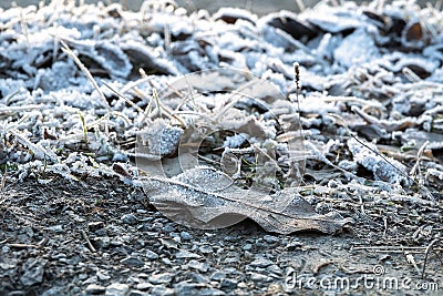 Frozen iced leaf and grass on the ground covered in hoar frost a cold early nordic winter morning at sunrise - Concept Stock Photo