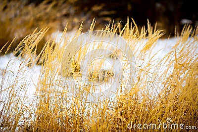 Frozen lake and dryed grass in winter time Stock Photo