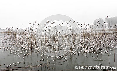 Frozen lake with reeds Stock Photo