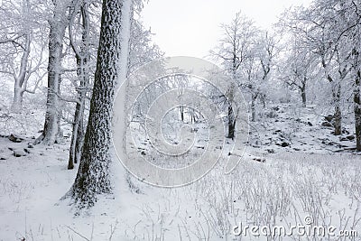 Frozen landscape - Winter mist forest Stock Photo