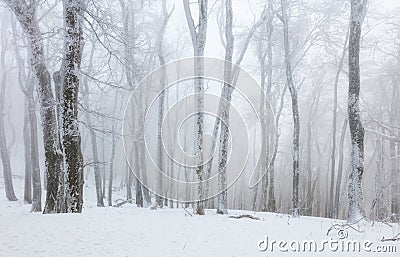 Frozen landscape - Winter mist forest Stock Photo