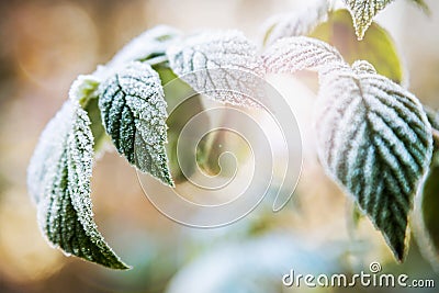 Frozen last autumn leaves in ice crystals on the tree Stock Photo