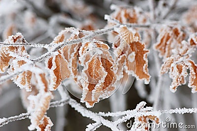 Frozen leaf Stock Photo