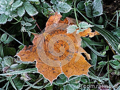 Frozen leaf Stock Photo