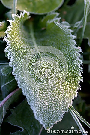 Frozen leaf Stock Photo