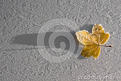 Frozen Leaf Stock Photo