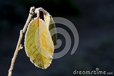 Frozen leaf Stock Photo