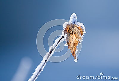 Frozen leaf Stock Photo