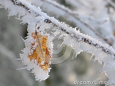 Frozen leaf Stock Photo