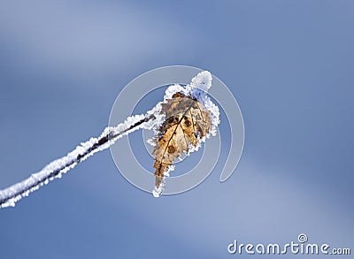 Frozen leaf Stock Photo