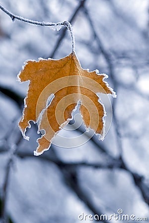 Frozen Leaf. Stock Photo