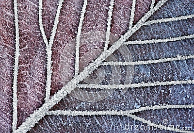 Frozen Leaf in Christmas Clolors Stock Photo