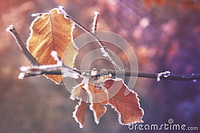 Frozen leaf Stock Photo