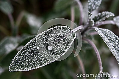 Frozen leaf of sage (salvia, Folium Salviae) with frozen dew drop Stock Photo